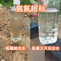 氨氮超标投菌后出水.jpg