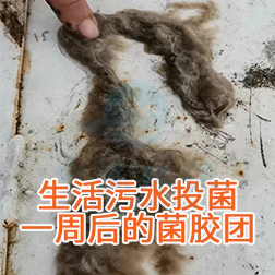 生活污水投菌一周后的菌胶团