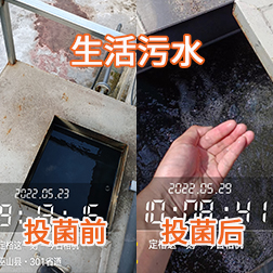 生活污水投菌前后出水颜色对比