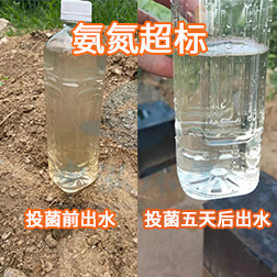 生活污水氨氮超标投菌前后出水对比